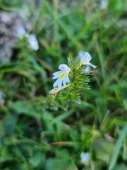 Euphrasia officinalis