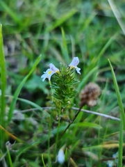 Euphrasia officinalis