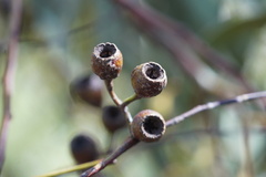 Eucalyptus leucoxylon