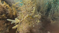 Phycodurus eques