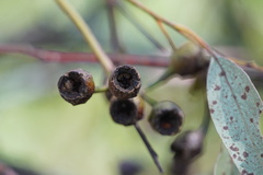 Eucalyptus leucoxylon