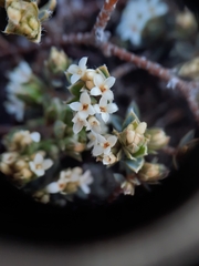 Pimelea oreophila lepta