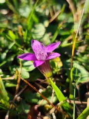 Gentianella germanica