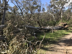 Eucalyptus leucoxylon
