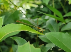 Ceriagrion cerinorubellum