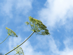 Laserpitium gallicum