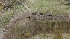 Zosterops lateralis lateralis