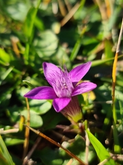 Gentianella germanica