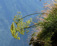 Laserpitium gallicum