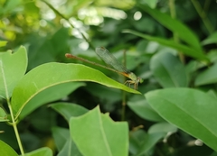 Ceriagrion cerinorubellum