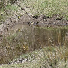 Zosterops lateralis lateralis