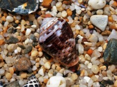 Conus coronatus