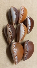 Notocypraea angustata