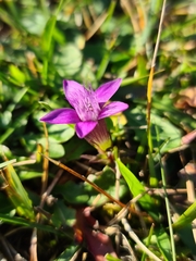 Gentianella germanica