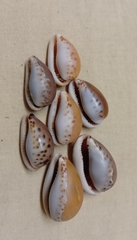 Notocypraea angustata