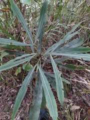 Pseudopanax crassifolius × lessonii