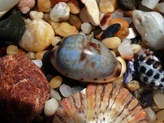 Purpuradusta gracilis