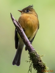 Mitrephanes phaeocercus