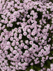 Pimelea ferruginea