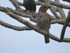 Sphecotheres vieilloti