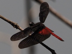 Diastatops pullata