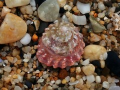 Astralium tentoriiforme