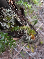 Tmesipteris tannensis