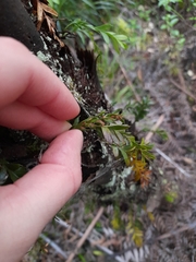 Tmesipteris tannensis