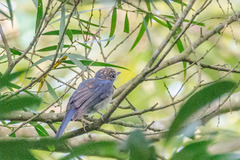 Cyornis hainanus