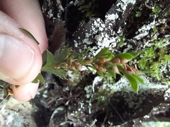 Tmesipteris tannensis