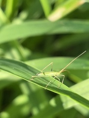 Trigonotylus