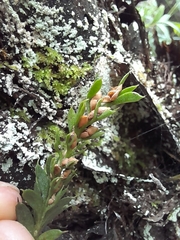 Tmesipteris tannensis