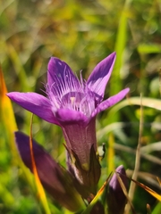 Gentianella germanica