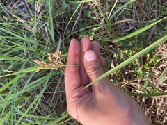 Fimbristylis