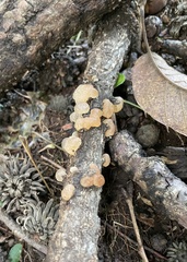 Exidia uvapassa