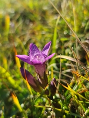 Gentianella germanica