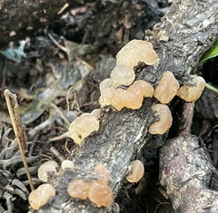 Exidia uvapassa