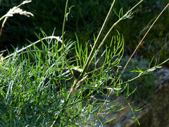 Laserpitium gallicum