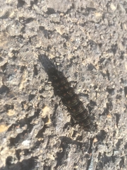 Nymphalini