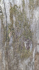 Hypocenomyce scalaris