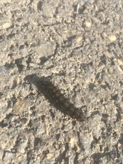Nymphalini