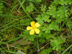 Oxalis perennans