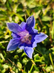 Gentiana clusii