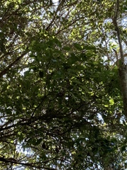 Pterophylla racemosa