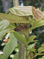 Apis mellifera capensis