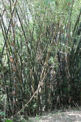 Bambusa stenostachya