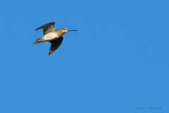 Gallinago paraguaiae