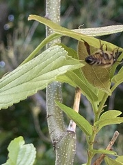 Apis mellifera capensis
