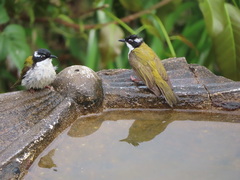 Melithreptus albogularis
