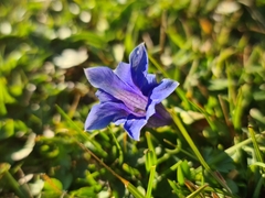 Gentiana clusii